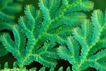 Image showing Leaves of tropical fern close up