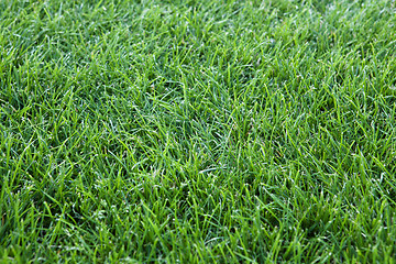 Image showing green grass background