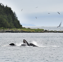 Image showing Humpback Whales  Feeding