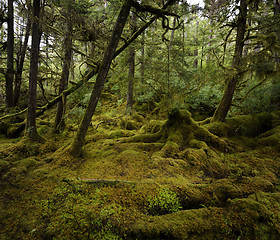 Image showing Rain Forest