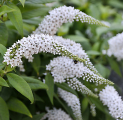 Image showing Butterfly Bush