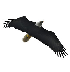 Image showing Soaring Bald Eagle 