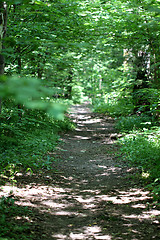 Image showing road in the forest