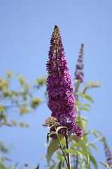 Image showing Buddleja - Nanhoe Blue