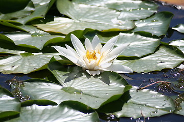 Image showing Water-lily