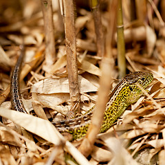 Image showing green and brown lizard macro closeup in nature outdoor summer