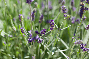 Image showing fresh aromatic lavender in basket macro outdoor