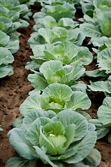 Image showing green cabbage plant field outdoor in summer