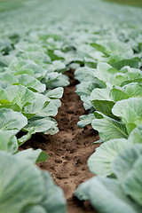 Image showing green cabbage plant field outdoor in summer