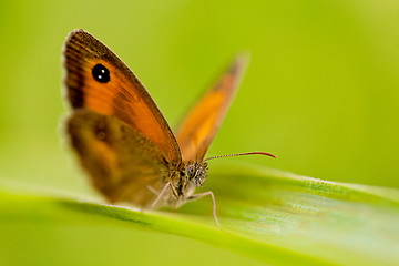 Image showing beautiful butterfly Pyronia tithonus macro closeup outdoor