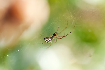 Image showing small spider on a cobweb spiderweb in summer outdoor garden 