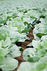 Image showing green cabbage plant field outdoor in summer