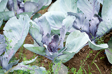 Image showing red cabbage on field in summer outdoor 