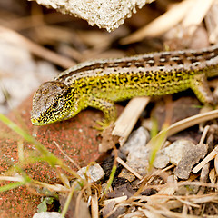 Image showing green and brown lizard macro closeup in nature outdoor summer