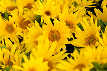 Image showing colorful yellow sunflowers macro outdoor