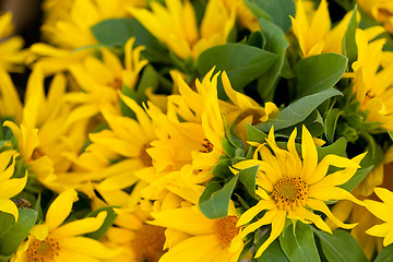 Image showing colorful yellow sunflowers macro outdoor