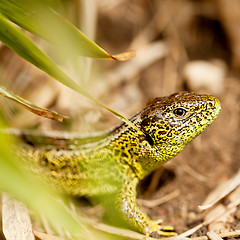 Image showing green and brown lizard macro closeup in nature outdoor summer