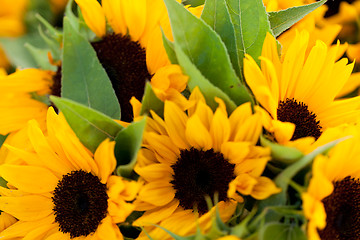 Image showing colorful yellow sunflowers macro outdoor