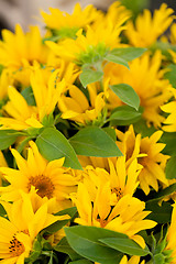 Image showing colorful yellow sunflowers macro outdoor