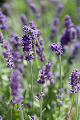 Image showing fresh aromatic lavender in basket macro outdoor