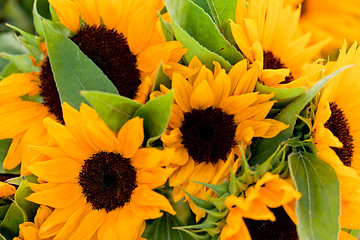 Image showing colorful yellow sunflowers macro outdoor