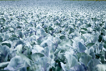 Image showing red cabbage on field in summer outdoor 