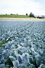 Image showing red cabbage on field in summer outdoor 