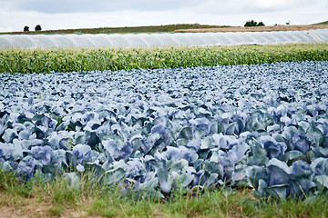 Image showing red cabbage on field in summer outdoor