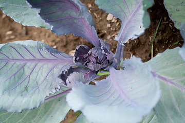 Image showing red cabbage on field in summer outdoor 