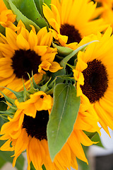 Image showing colorful yellow sunflowers macro outdoor