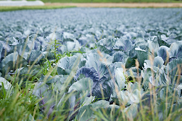 Image showing red cabbage on field in summer outdoor 