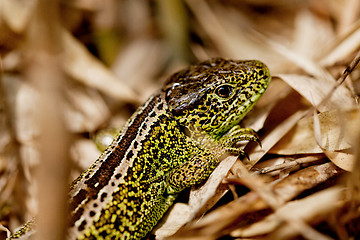 Image showing green and brown lizard macro closeup in nature outdoor summer