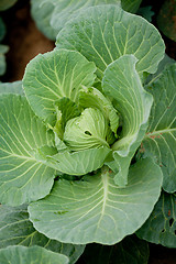 Image showing green cabbage plant field outdoor in summer