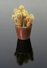 Image showing cactus