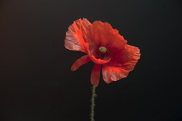 Image showing Red Poppy