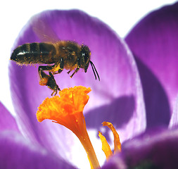 Image showing Crocus and Bee