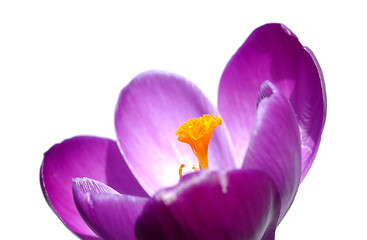 Image showing Crocus