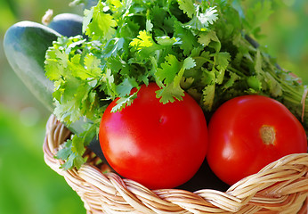 Image showing Tomato, cocumber and cilantro herbs