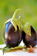 Image showing Two black eggplants on green background