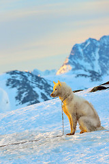 Image showing greenland dog