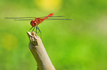 Image showing red dragonfly sitting on a twig