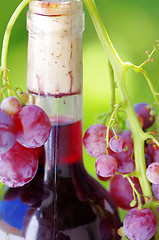 Image showing Closeup of wine botle and grapes