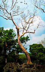 Image showing Dancing tree at Ta Prohm