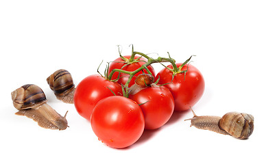 Image showing Family of snails and ripe tomato with water drop