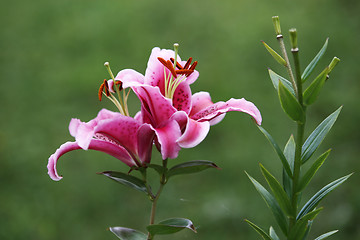 Image showing Pink Lilly