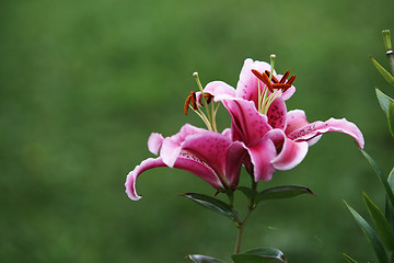 Image showing Pink Lilly