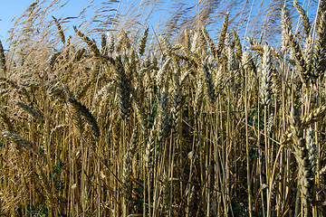 Image showing  Grains 		