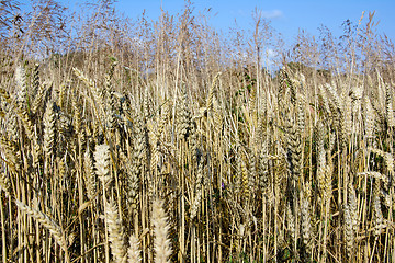 Image showing Grains