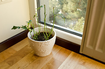 Image showing ceramic white ornamented pot rose plant 