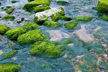 Image showing Fresh algae